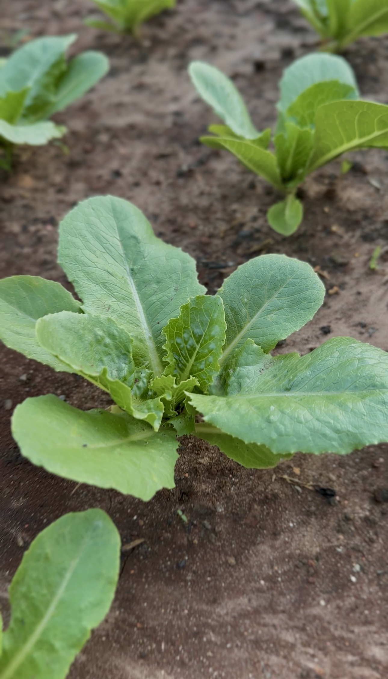 Casa de repouso em São Paulo, com horta, natureza e repleto de cuidado.